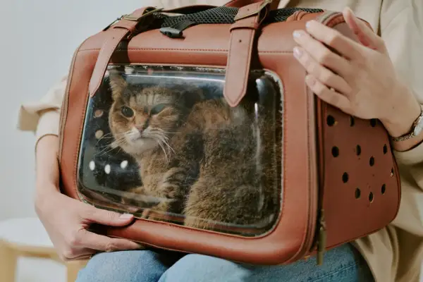 Un chat tigré dans une **soute animaux avion** de transport marron, prêt pour un voyage.