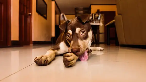 Mon chien se ronge les ongles, allongé sur le sol brillant. Ses yeux dorés fixent l'objectif, sa langue rose pendante.