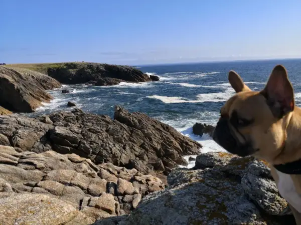 Un bouledogue français profite d'un séjour camping dog friendly en Bretagne, contemplant la mer agitée et les falaises rocheuses.