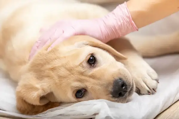Un chiot labrador est examiné par un vétérinaire. Il pourrait souffrir de mégaoesophage chien.
