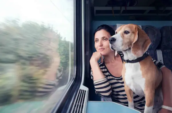 Une femme et son chien regardent par la fenêtre d'un train. Ils voyagent paisiblement, espérant ne pas recevoir d'amende pour chien SNCF.