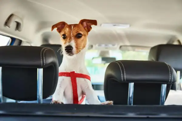 Petit chien en harnais rouge, prêt pour le voyage en voiture, respectant la norme IATA pour le transport animalier.