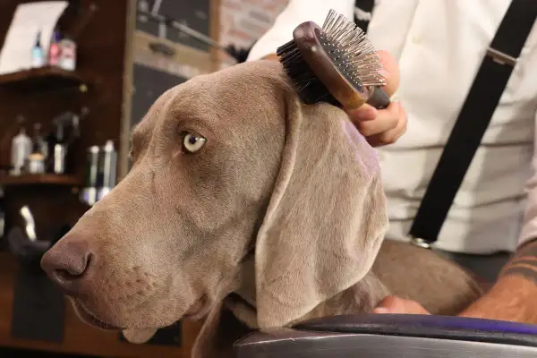 Un Weimaraner au poil court est peigné avec une brosse pour chien.