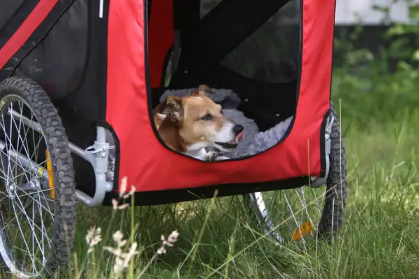 Un chien marron et blanc se repose dans une remorque à chien rouge et noire, la langue sortie.