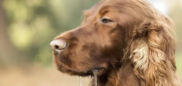 Un chien mal de mer, un setter irlandais brun, bave abondamment, le regard perdu dans le vague.