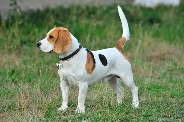 Un beagle au poil blanc, brun et noir, avec une queue haute et fière. On se demande pourquoi couper la queue des chiens, car elle est si expressive !