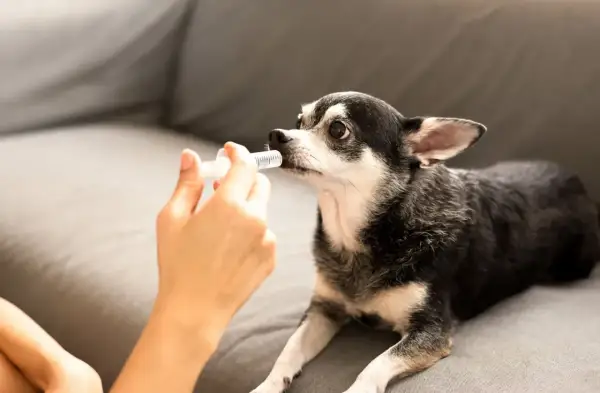 Une main donne un anti douleur pour chien à un chihuahua sur un canapé.