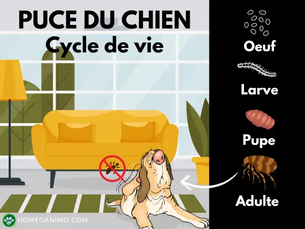 Le cycle de vie de la puce chien, de l'œuf à l'adulte, illustré par un chien se grattant près d'un canapé.