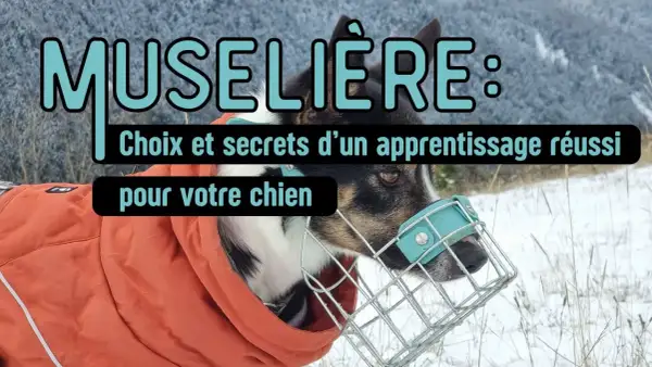 Conseils pour choisir et réussir l'apprentissage de comment mettre une muselière à votre chien.