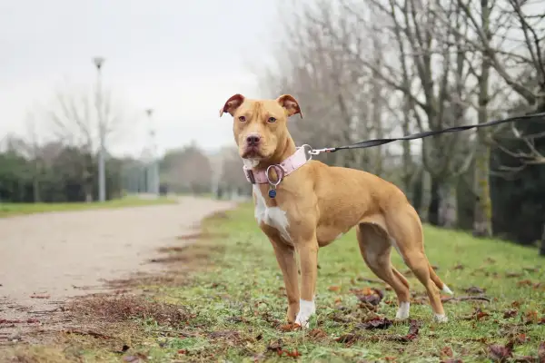 Un pitbull chien au pelage fauve, portant un collier rose, se tient sur l'herbe à côté d'un chemin.