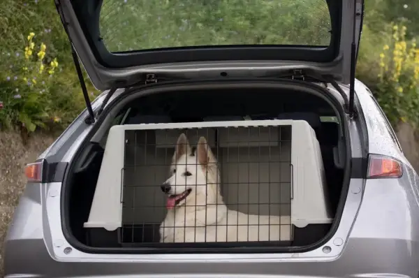 Un chien blanc est confortablement installé dans une cage double à l'arrière d'une voiture, prêt pour une aventure.