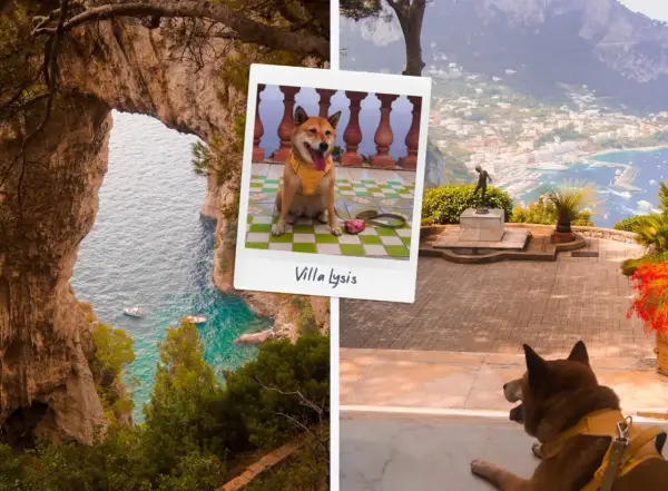 Un adorable chien profite de la vue sur la mer et la ville depuis une villa en Italie.