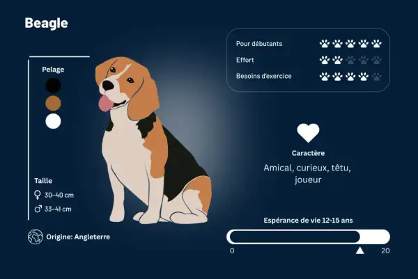 Un beagle chien, amical et joueur, aux couleurs classiques noir, brun et blanc. Il est originaire d'Angleterre.