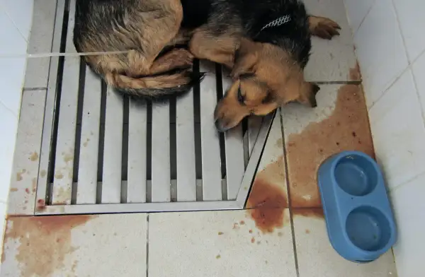 Un chien malade, peut-il guérir de la parvovirose ? Ce chiot, allongé sur une grille, semble faible. Des taches rouges au sol suggèrent une maladie grave.