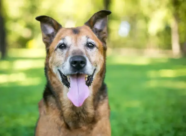 Un chien âgé, aux poils gris autour des yeux, sourit avec sa langue rose pendante. Sa sénilité canine ne l'empêche pas d'être heureux.