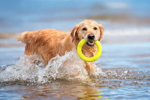 Un chien mer, un golden retriever, nage joyeusement dans l'eau avec un jouet jaune dans la gueule, éclaboussant joyeusement.