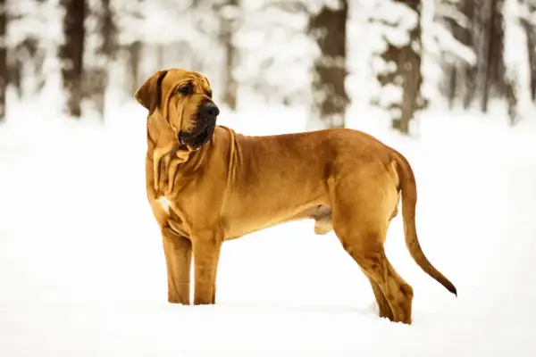 Un majestueux Fila Brasileiro, au pelage fauve, se tient fièrement dans la neige, le regard alerte vers l'horizon boisé.