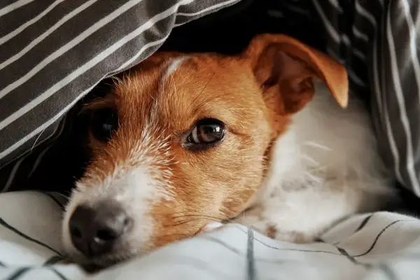 Un chien truffe chaude se repose sous une couette rayée, l'œil mi-clos, profitant d'un moment de douceur.