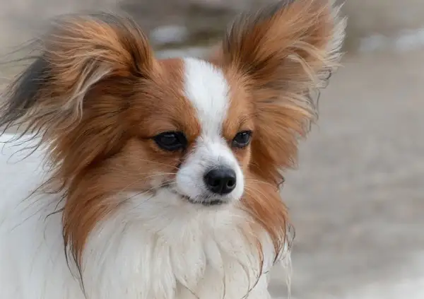Un adorable chien épagneul papillon aux grandes oreilles, au pelage blanc et roux, regarde attentivement.