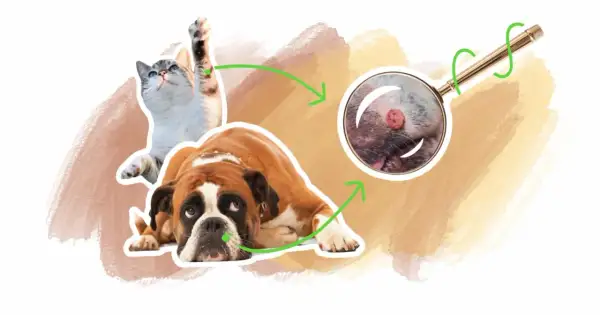 Un chat et un chien boxer sont représentés. Une loupe zoome sur une verrue sur la patte du chien.