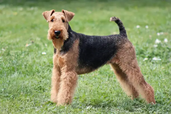 Un élégant welsh terrier au pelage noir et feu se tient fièrement sur l'herbe verte.