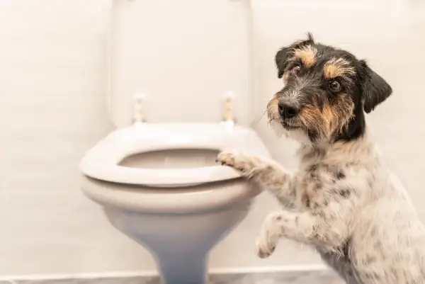 Un chien curieux pose une patte sur la lunette des toilettes, comme pour demander : pourquoi mon chien me suit aux toilettes ?