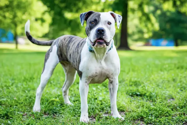 Un bouledogue américain au pelage tigré et blanc, au regard vif, se tient fièrement dans un parc verdoyant.