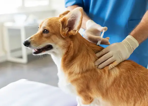 Un vétérinaire administre des vaccins chien à un adorable corgi roux.