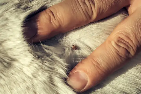 Gros plan d'une tique sur le pelage d'un chien, montrant l'importance d'un traitement rapide.