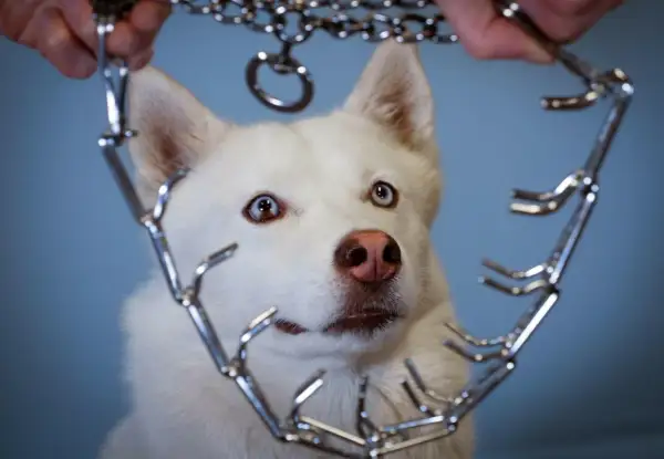 Un husky blanc aux yeux vairons regarde avec curiosité un collier étrangleur chaîne tenu par des mains.
