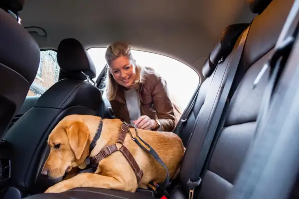 Une femme attache son chien en voiture avec un harnais de sécurité. Le chien est assis sur la banquette arrière en cuir.