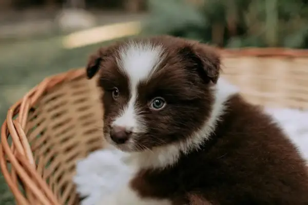 Adorable chiot brun et blanc dans un panier douillet, prêt pour sa couche pour chiot.
