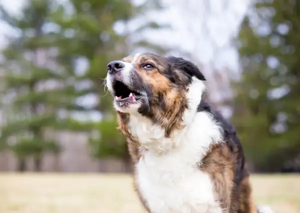Gros plan d'un chien qui aboie, la gueule ouverte, avec un pelage brun, noir et blanc.
