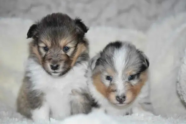 Deux adorables chiots Sheltie, parfaits pour la socialisation chiot, aux yeux bleus pétillants et au pelage doux, posent ensemble sur un fond blanc.