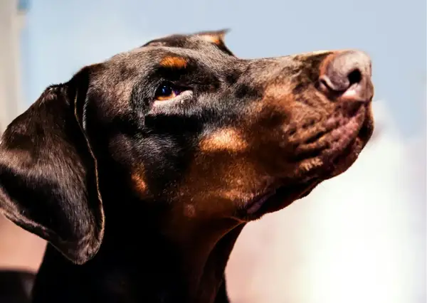 Profil d'un dobermann marron clair, le regard intense et le museau levé, prêt à l'action.
