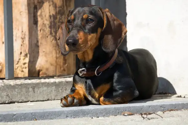 Un adorable teckel à poils ras, au pelage noir et feu, se repose paisiblement sur des marches en pierre, profitant du soleil.