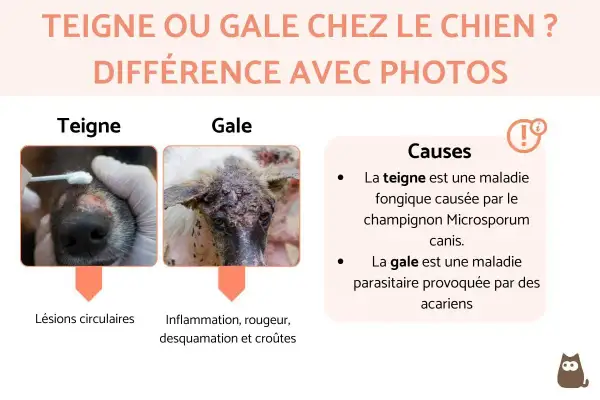 Comparaison visuelle de la teigne et de la gale chez le chien. La teigne montre des lésions circulaires, la gale une inflammation et des croûtes.