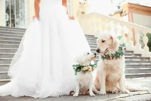 Deux chiens, un grand doré et un petit blanc, portent des couronnes de fleurs. Ils sont assis près de la robe d'une mariée, prêts pour leur rôle dans le mariage.