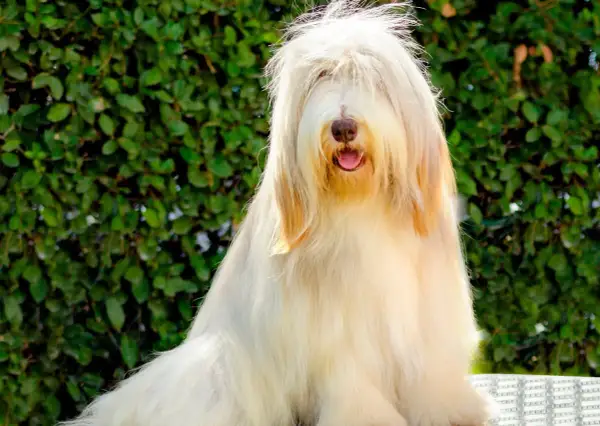Un adorable bearded collie au pelage long et clair, la tête cachée par ses longs poils, sourit à l'extérieur.