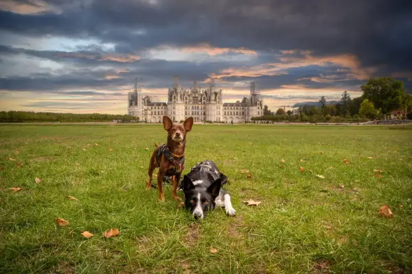 Deux chiens profitent d'une promenade dans le parc du château de Chambord, sous un ciel dramatique.