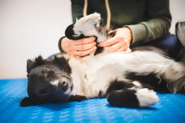 Un chien noir et blanc se repose sur le dos, recevant un massage relaxant des pattes.