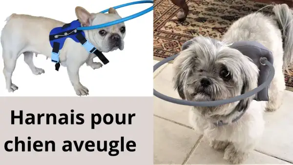Un harnais pour petit chien aveugle, avec un anneau protecteur autour de la tête pour éviter les chocs.