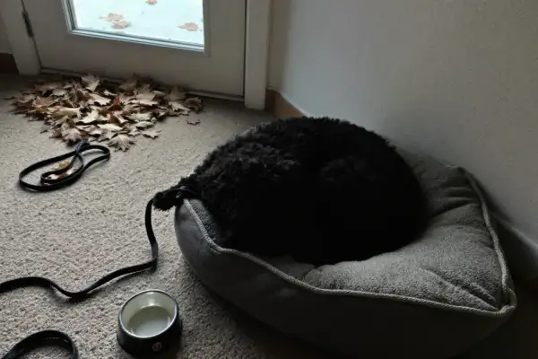 Un chien noir dort sur son coussin, prêt à partir en pension. Avis sur la garde de chien.