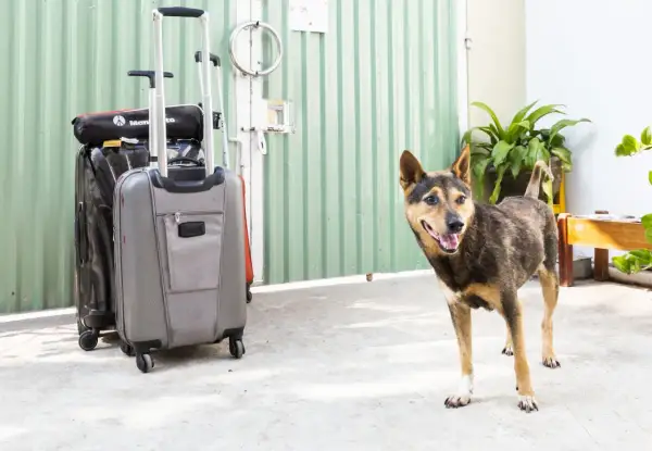 Un chien attend patiemment près des valises, prêt pour un voyage en Suisse.