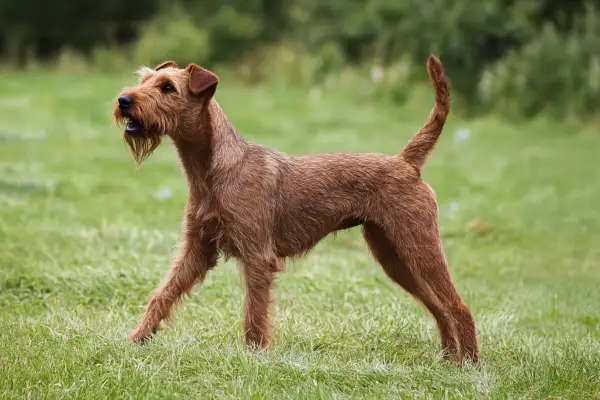 Un **irish terrier** roux, au poil dru, se tient fièrement sur une pelouse verte, la queue dressée, prêt pour l'aventure.