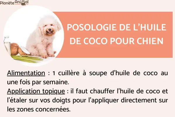 Un chien blanc à côté de noix de coco et d'huile. L'image aborde la posologie de l'huile de coco pour chien, mentionnant son utilisation alimentaire et topique, et les dangers potentiels si mal utilisée.
