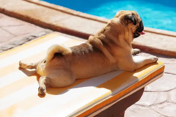Un carlin se prélasse au soleil sur une chaise longue rayée, près d'une piscine. Un logement qui accepte les chiens, parfait pour des vacances relaxantes.