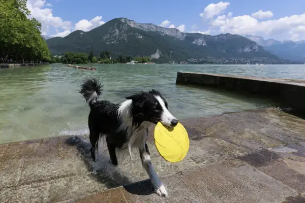 Chien noir et blanc avec un frisbee jaune dans la gueule, sortant de l'eau sur une plage autorisée aux chiens en Haute-Savoie.