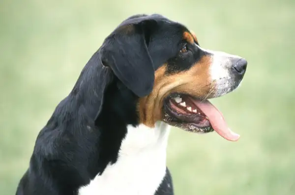 Profil d'un bouvier suisse, langue sortie, prêt pour une aventure en plein air.