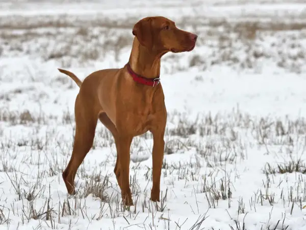 Un élégant braque hongrois, au pelage roux, se tient fièrement dans un champ enneigé, prêt pour une aventure hivernale.